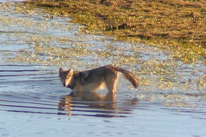 Sunset Hayden Valley Wildlife Safari | Catered Dinner | PRIVATE - Why This Tour Offers Great Value