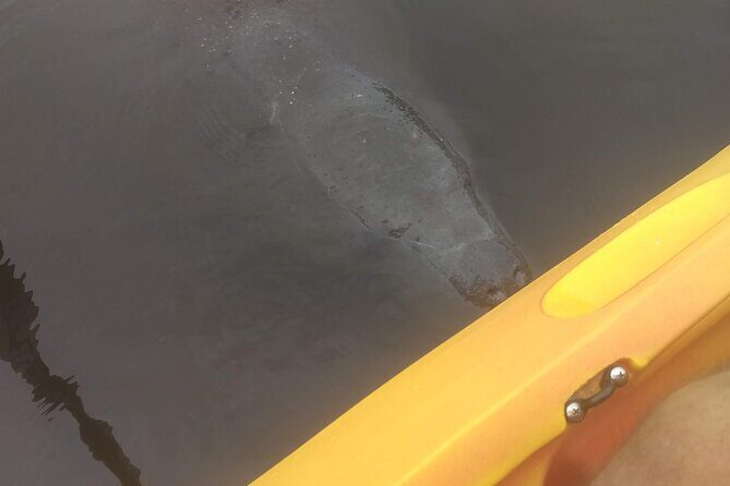 Sunset kayaking tour at Manatee Cove with Manatee & Dolphin sightings - The Experience for Different Travelers