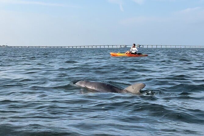 Sunset Kayaking with Dolphins - Why This Tour Is a Great Choice