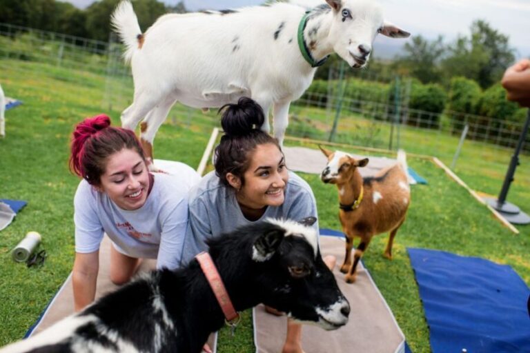 Sunset Maui Goat Yoga with Live Music - The Itinerary Breakdown