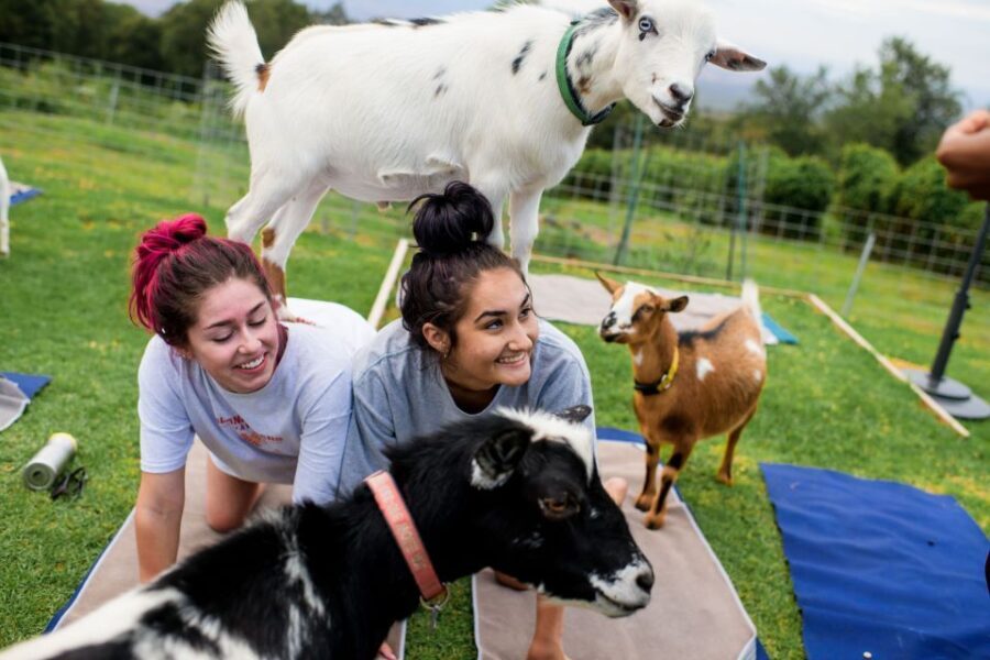 Sunset Maui Goat Yoga with Live Music - The Itinerary Breakdown
