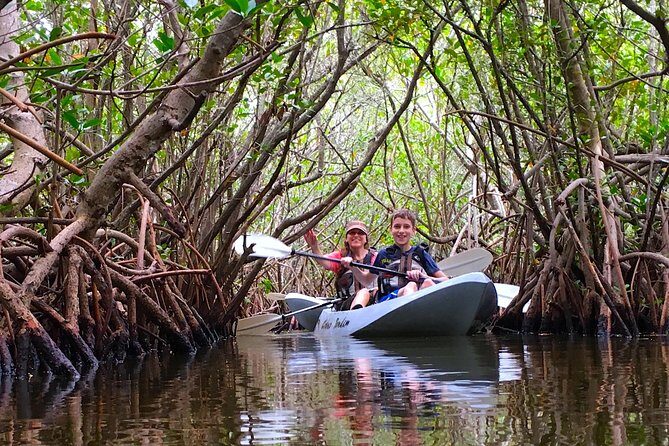 Sunset Tour Mangrove, Dolphins, Manatee #1 Rated in Cocoa Beach - What Youll Experience: A Typical Day
