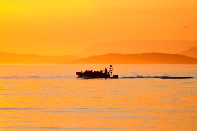 Sunset Whale and Wildlife Adventure in Cowichan Bay - What to Expect on the Tour