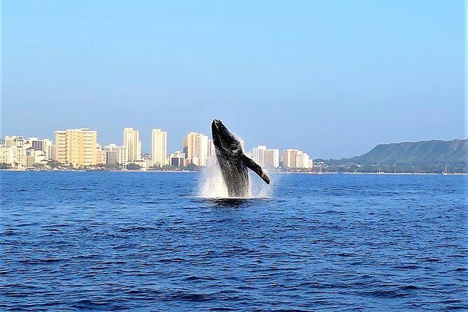 Sunset Whale Watch in Waikiki, Whales Guaranteed or Free Return - The Itinerary in Detail