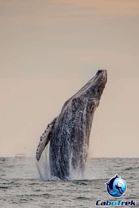 Sunset Whale Watching Cruise in Cabo San Lucas - The Itinerary in Detail