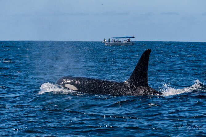 Sunset Whale Watching in Cabo San Lucas - What the Reviews Tell Us