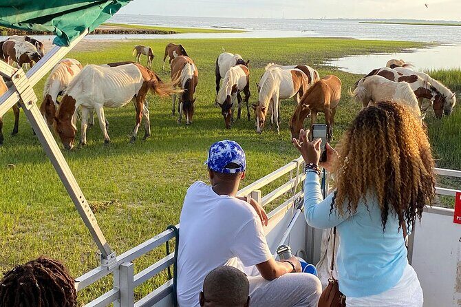 Sunset Wildlife Cruise along Assateague & Chincoteague Island - The Itinerary in Detail