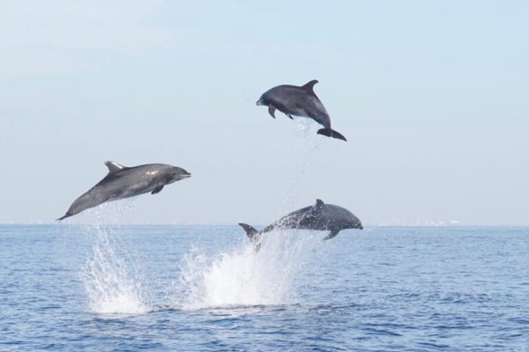 Superior 2hr Private Whale & Dolphin Watching Newport Beach - What Does the Itinerary Look Like?