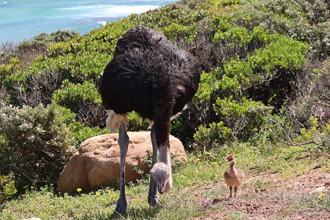Supersaver: Cape of Good Hope and Cape Point Day Tour from Cape Town - Cape of Good Hope and Cape Point