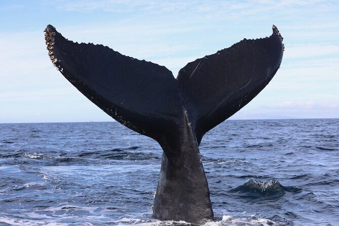 Supreme 2hr Whale/Dolphin Watching Newport Beach, 6 person max - A Deep Look at the Itinerary