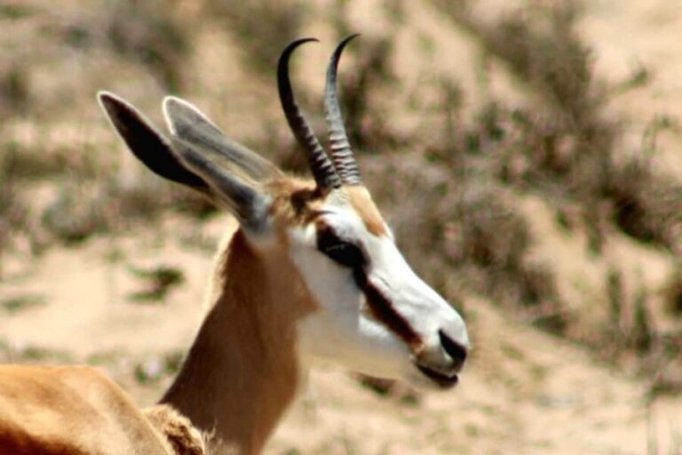 Swakopmund: Treasures of the Moonlandscape - Why This Tour Offers Great Value