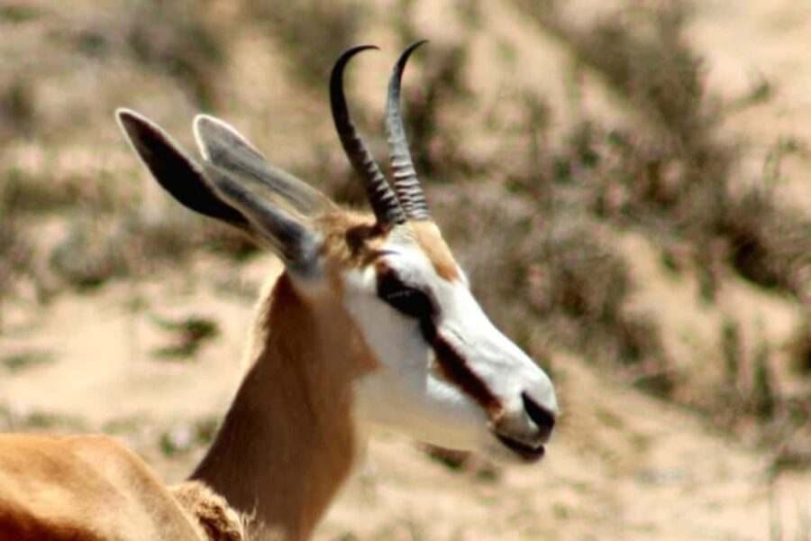 Swakopmund: Treasures of the Moonlandscape - Why This Tour Offers Great Value