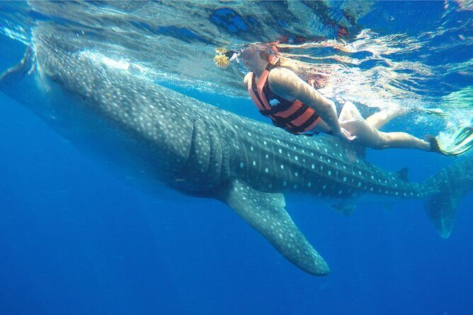 Swim Adventure with Whale Sharks in the Caribbean Sea from Riviera Maya & Cancún - An In-Depth Look at the Tour Experience
