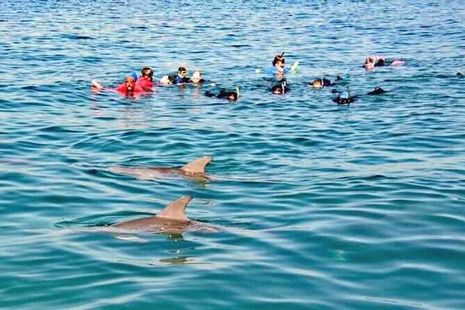 Swim and Paddle Board with Wild Dolphin Pods in Puerto Vallarta - Who Should Consider This Tour?