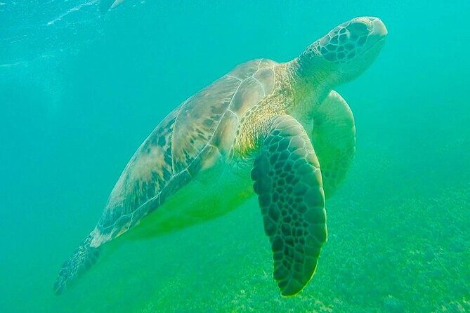 Swim with Sea Turtles in Akumal Plus Visit and Swim in a Cenote - Authenticity and Practical Tips