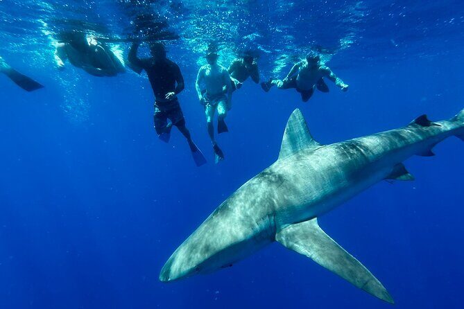 Swim with Sharks Cage-Free from Oahu - What Youll See in the Water