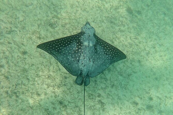 Swim with Turtles in Akumal + GoPro Photo Session - What to Expect When You Arrive