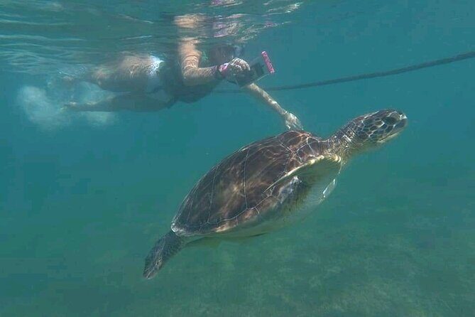 Swim with turtles + snorkelling + archaeological zone of Tulúm + cenote - In-Depth Breakdown of the Day
