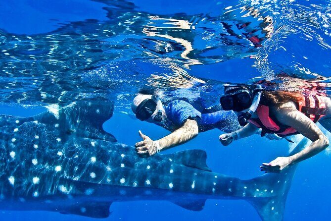 Swim with Whale Shark from Cancun - What Travelers Are Saying