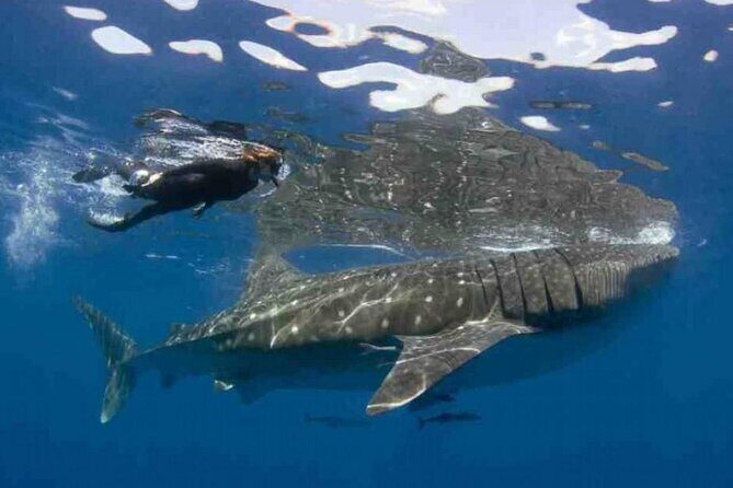 Swim with Whale Shark from Isla Mujeres and Cancun - What Travelers Say: Authentic Perspectives