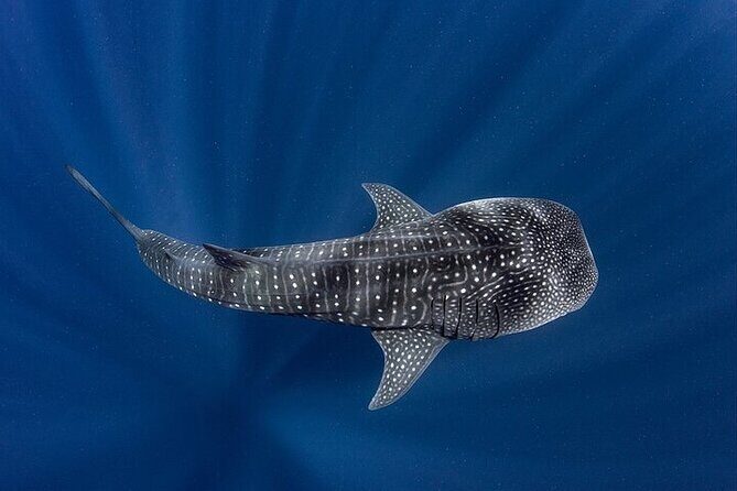 Swim with Whale Shark from La Paz - Why This Tour Might Be Worth It