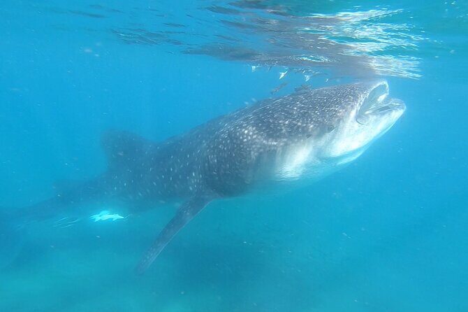Swim with Whale Sharks in La Paz - The Itinerary: What to Expect