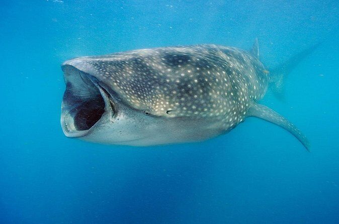 Swim with Whale Sharks & Isla Mujeres - Authentic Experiences and Traveler Feedback