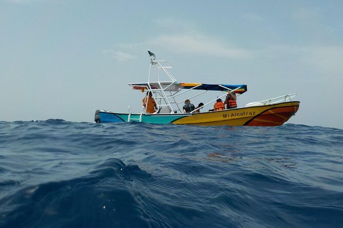 Swim with whale sharks on a private tour - What to Keep in Mind