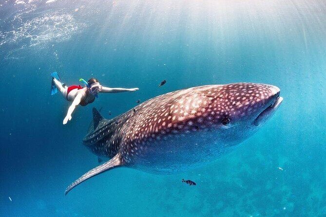 Swimming Expedition Whale Shark Departures from Cancun - Why This Tour Might Be Perfect for You