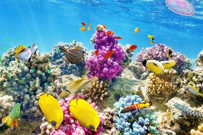 Swimming with Dolphin VIP Snorkeling Sea Trip With Lunch and Transfer - Hurghada - The Itinerary: What to Expect