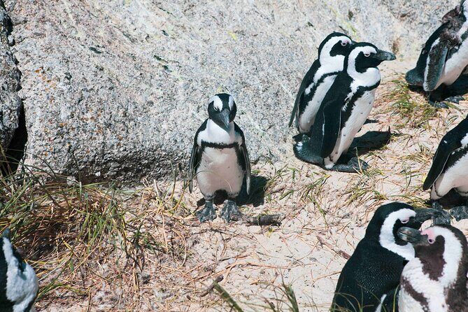 Table Mountain, Cape of good hope Full Day Shared Group Tour - What Travelers Say
