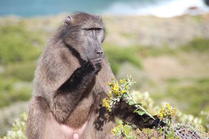 Table Mountain, Penguin,Cape Point Private Day Tour in Cape Town - Authentic Experiences and Practical Tips