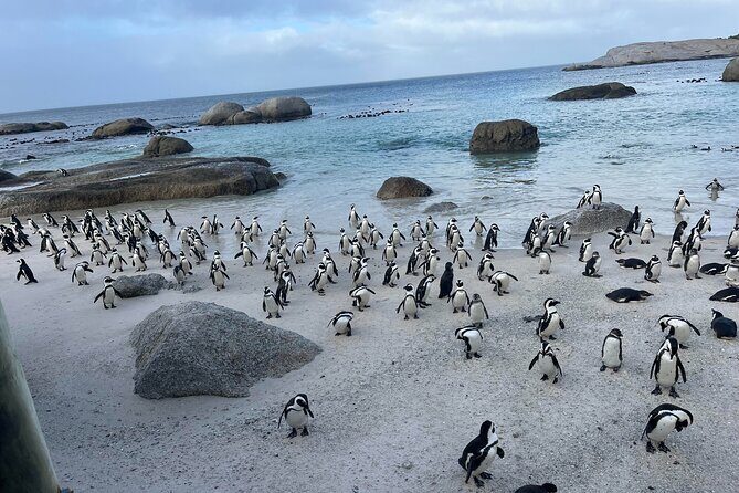 Table Mountain, Penguins & Cape of Good Hope Small Group Tour - What’s Included and What’s Not?