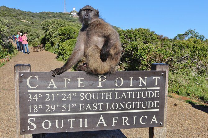 Table Mountain, Penguins & Cape Point Small Group Tour Cape Town - Who Should Book This Tour?