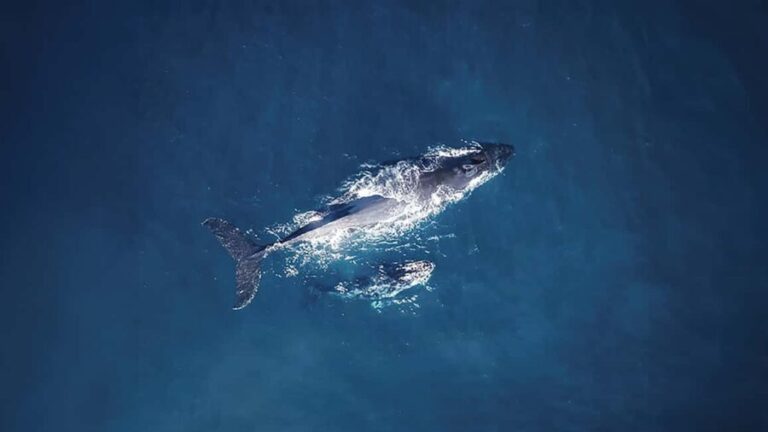 Tadoussac/Charlevoix: VIP Lounge OR UpperDeck Whale Watching - What the Reviews Say