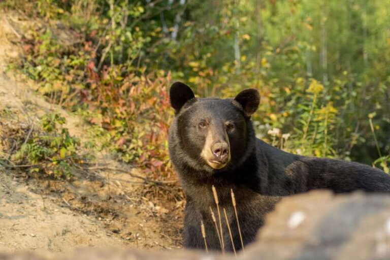 Tadoussac/Charlevoix: Whale Watching Tour & Bear Observation - The Wildlife and Scenery — Why It Matters