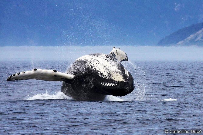 Tadoussac/Charlevoix: Whale Watching Tour
