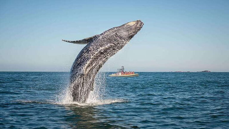 Tadoussac/Charlevoix: Whale Watching Zodiac Tour - How the Tour is Structured