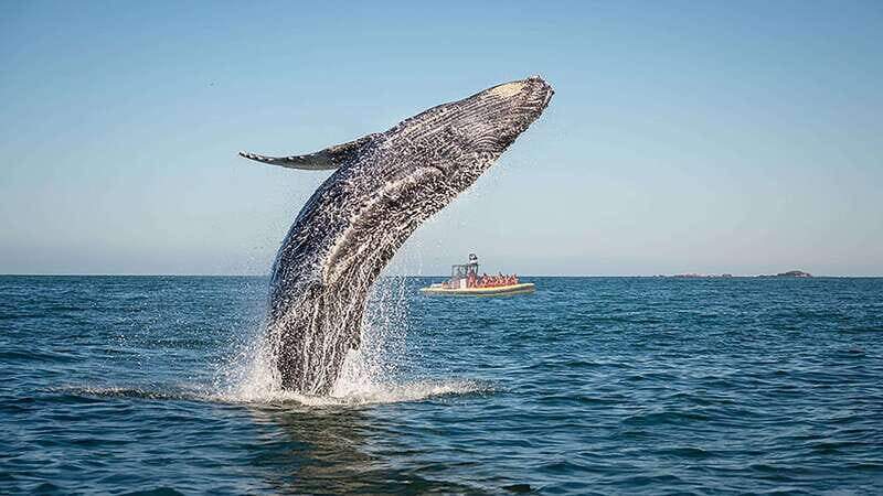 Tadoussac/Charlevoix: Whale Watching Zodiac Tour