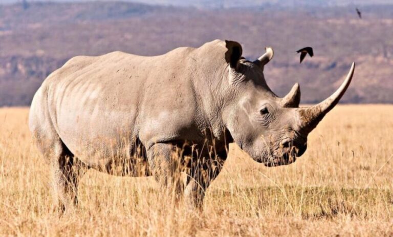 Tala Game Reserve & Natal Lion Park Day Tour From Durban - What Does the Experience Offer for Different Travelers?