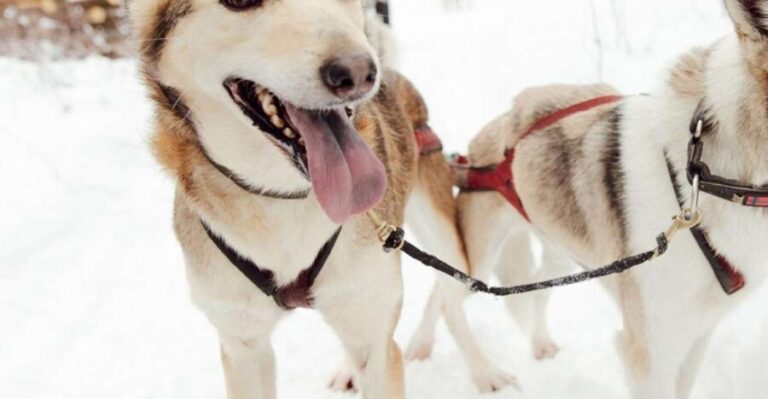 Talkeetna: Alaskan Winter Dog Sledding Experience - The Itinerary: What to Expect on Your Sled Dog Adventure