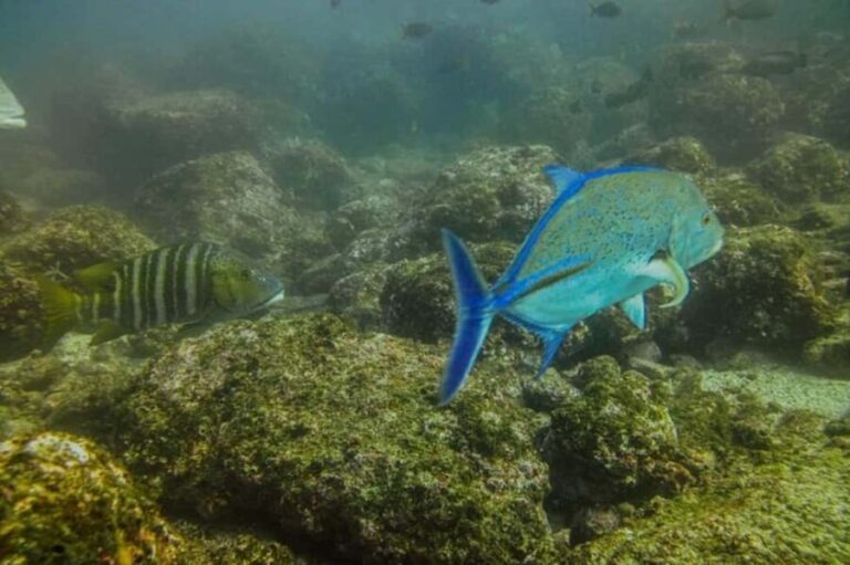 Tamarindo: Guided Snorkeling Tour with Marine Life Spotting - A Closer Look at the Itinerary