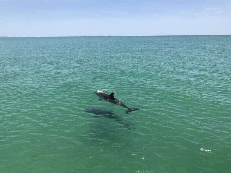 Tampa Bay: Dolphin Shelling Snorkeling Cruise - Practicalities and Tips for Booking
