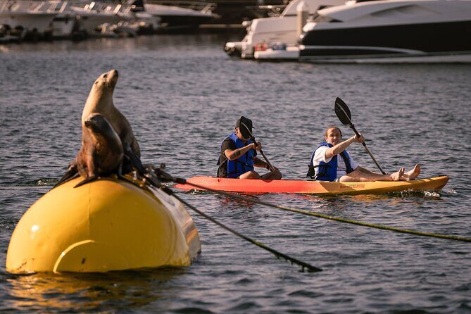 Tandem Kayak Rentals in Mission Bay - Why Choose Tandem Kayak Rentals in Mission Bay?