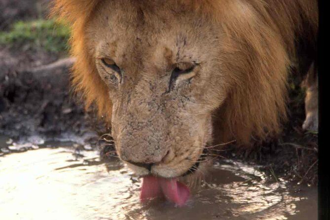Tanzania 4 Days 3 Nights Budget camping safari to Serengeti and Ngorongoro - The Value for Money