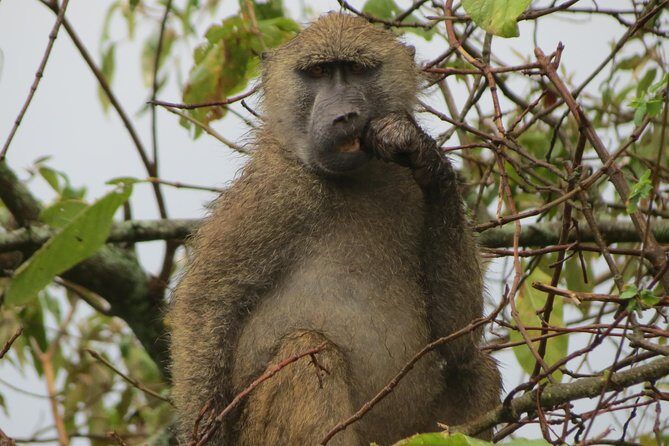 Tanzania - Arusha NP - Private Guided 4x4 Safari - Game Drive & Walking - Why Choose a Tour Like This?