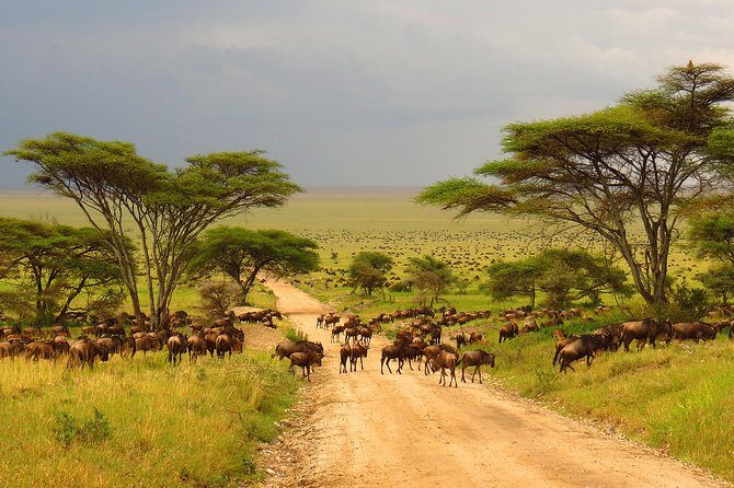 Tanzania Classic - 7 Days - The Experience Beyond the Parks