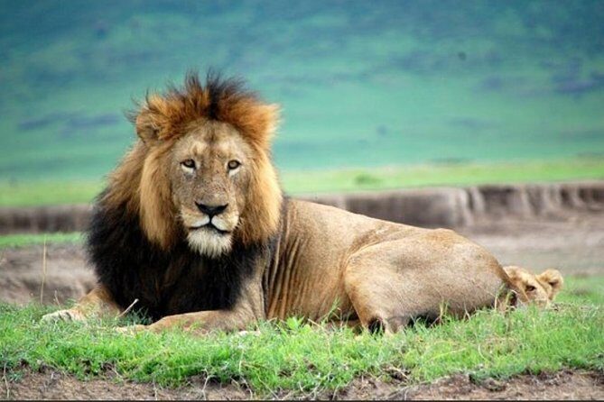 Tanzania Day Tour to Ngorongoro Crater- Lowest Price - What Travelers Are Saying