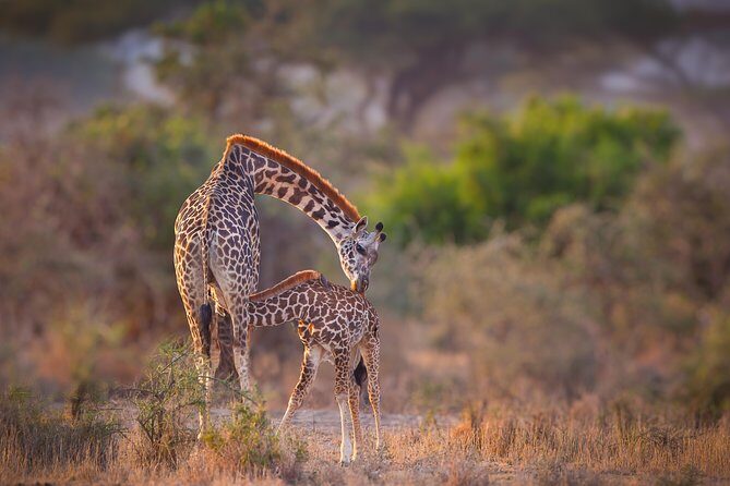 Tanzania Enticing Explorations - 6 Days - What Sets This Tour Apart