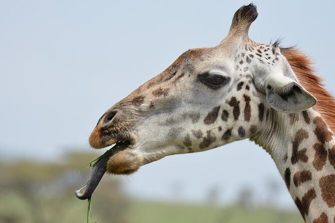 Tanzania Experience Safari and Tours - What’s Included and What to Expect